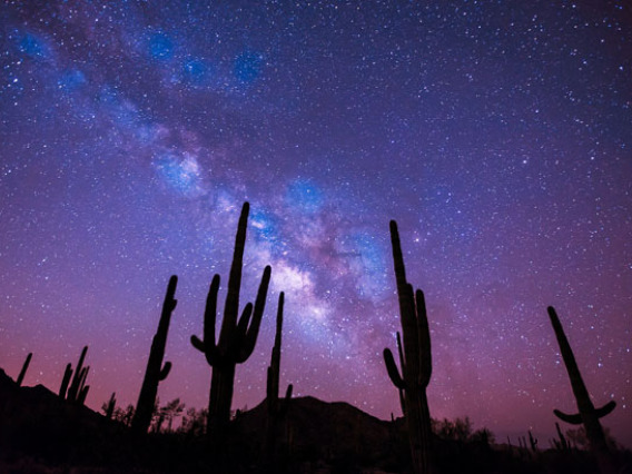 Photo of saguaro cacti against night sky